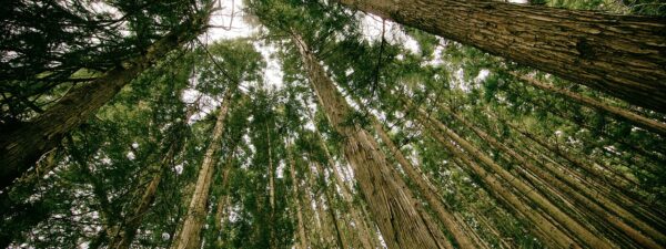forest-505860_1280 forest-505860_1280